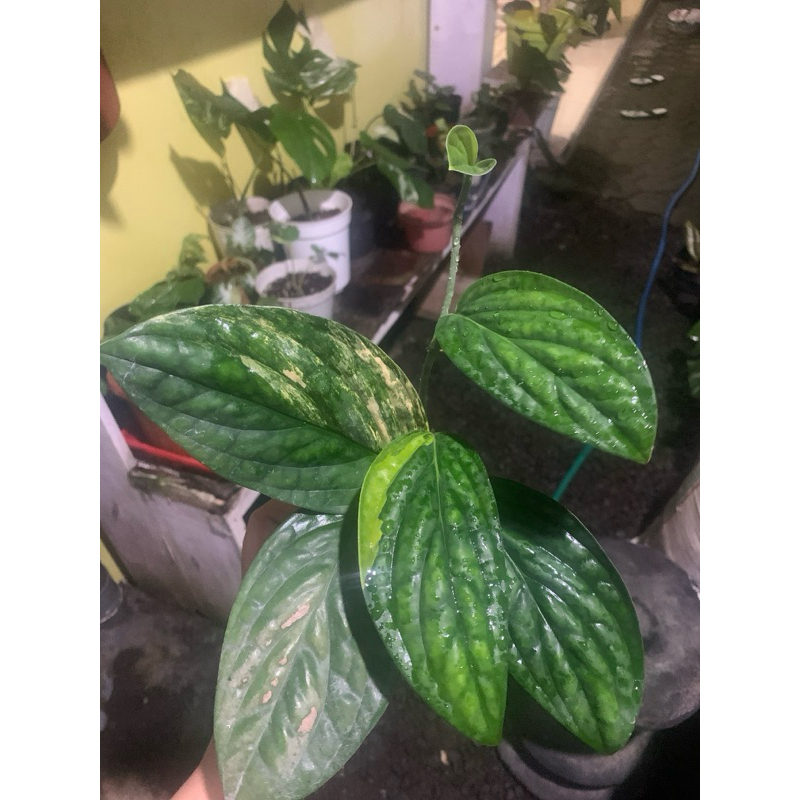 Sirih badak Variegata