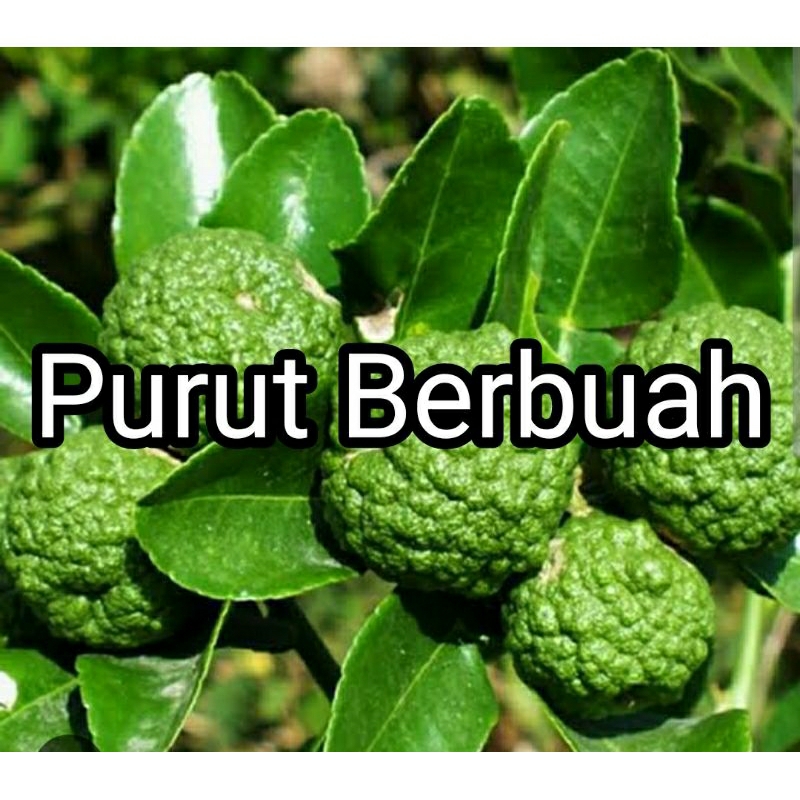 Bibit Jeruk Purut Kondisi Sudah Berbuah