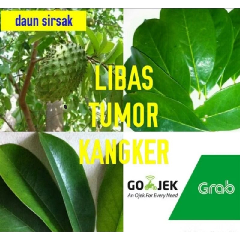 

Daun sirsak organik