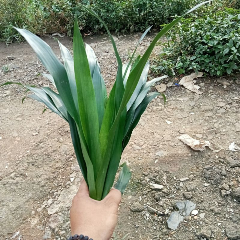 

Daun suji 10 Lembar Daun suji Segar Obat Herbal Obat sakit Panas Pilek Untuk Bai Dan Dewasa