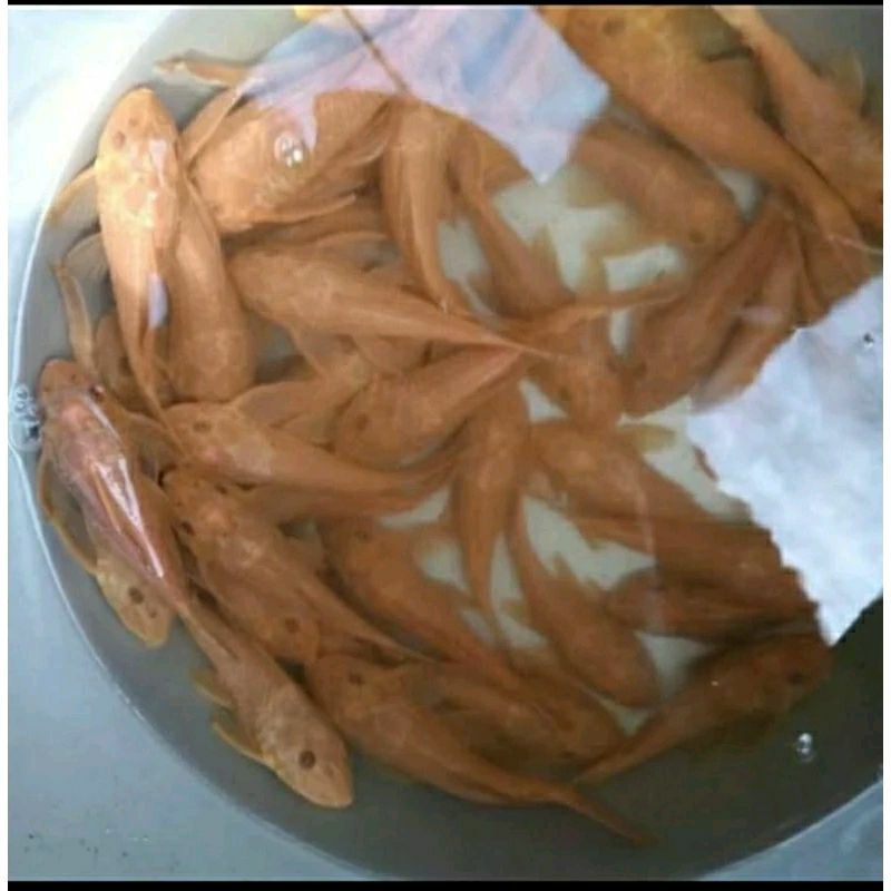 

HIASAN KOLAM - SAPU SAPU ALBINO UKURAN 17-18 CM