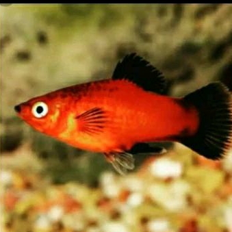 

HIASAN AQUARIUM/CORAL BLACK TILE UKURAN 3 CM