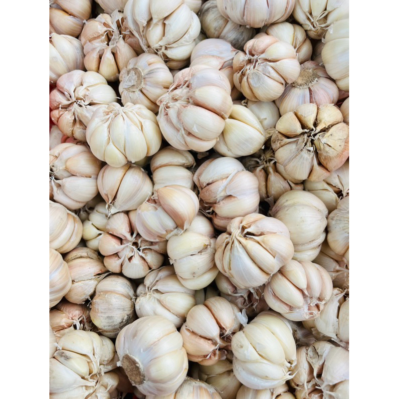 

Bawang Putih Lokal