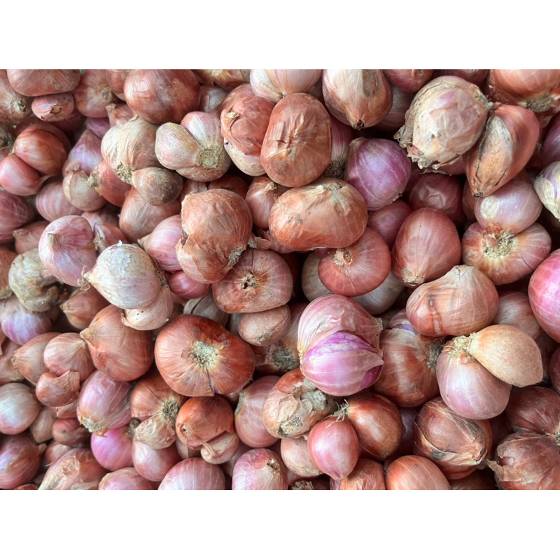 

Bawang Merah Lokal Bima