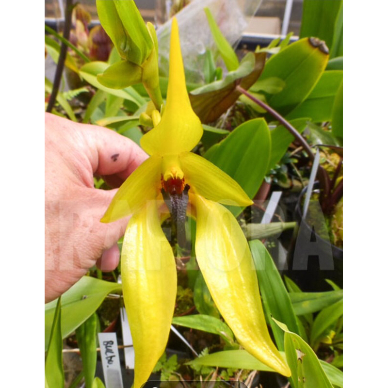 Anggrek Bulbophyllum Orthoglossum | Bulbophyllum Murah | Anggrek Bunga Cantik