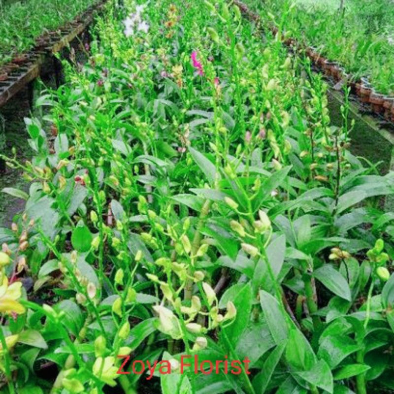 Anggrek Dendrobium Pasca Bunga