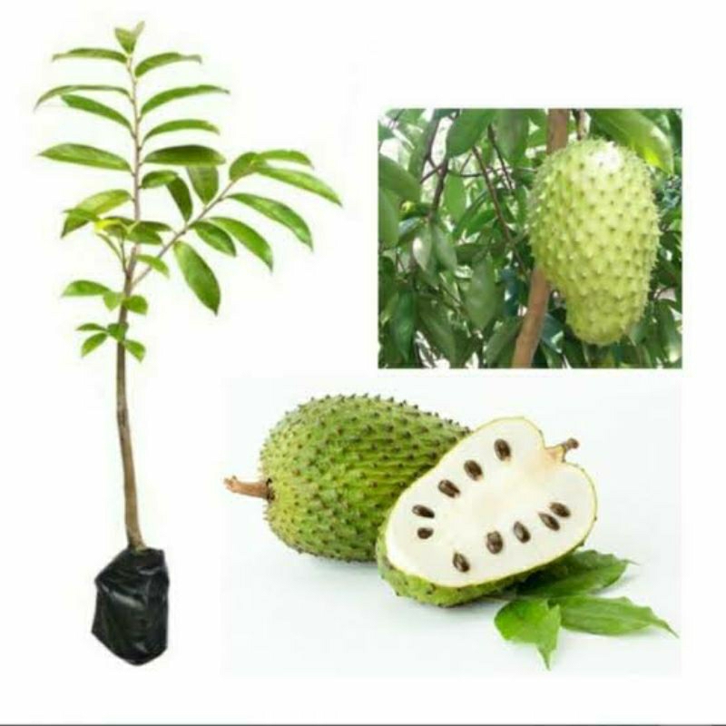 Bibit sirsak madu jumbo cepat berbuah bibit sirsak jumbo super manis