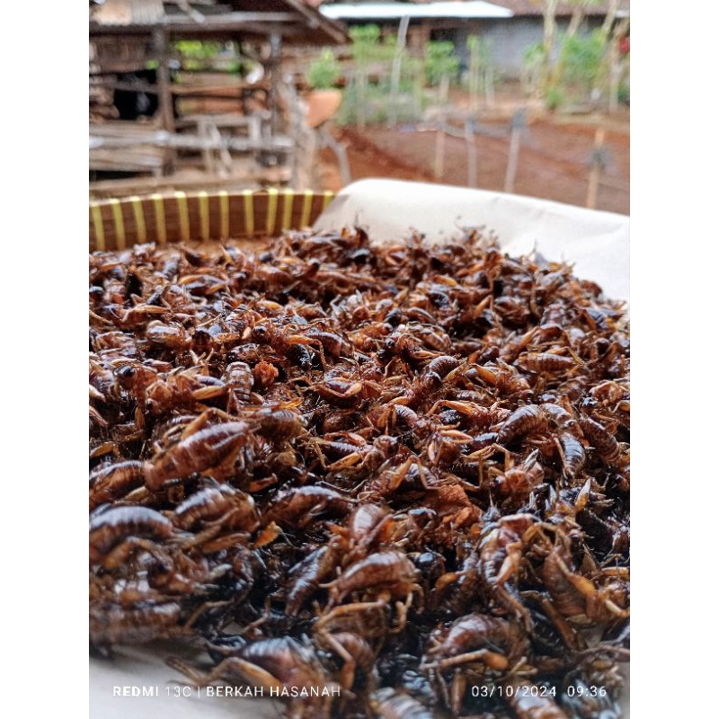

Jangkrik goreng