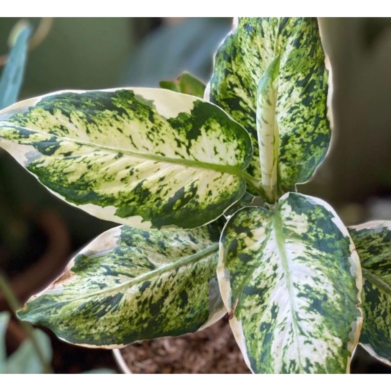 Tanaman Hias Diven Lukisan Cinta