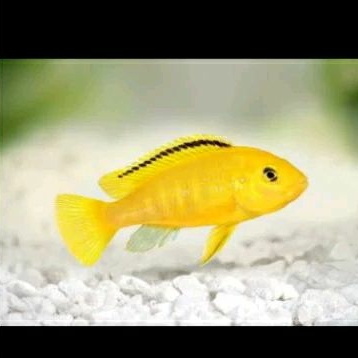 

LEMON CHILID UKURAN 3 CM_ KADO HIASAN AQUARIUM