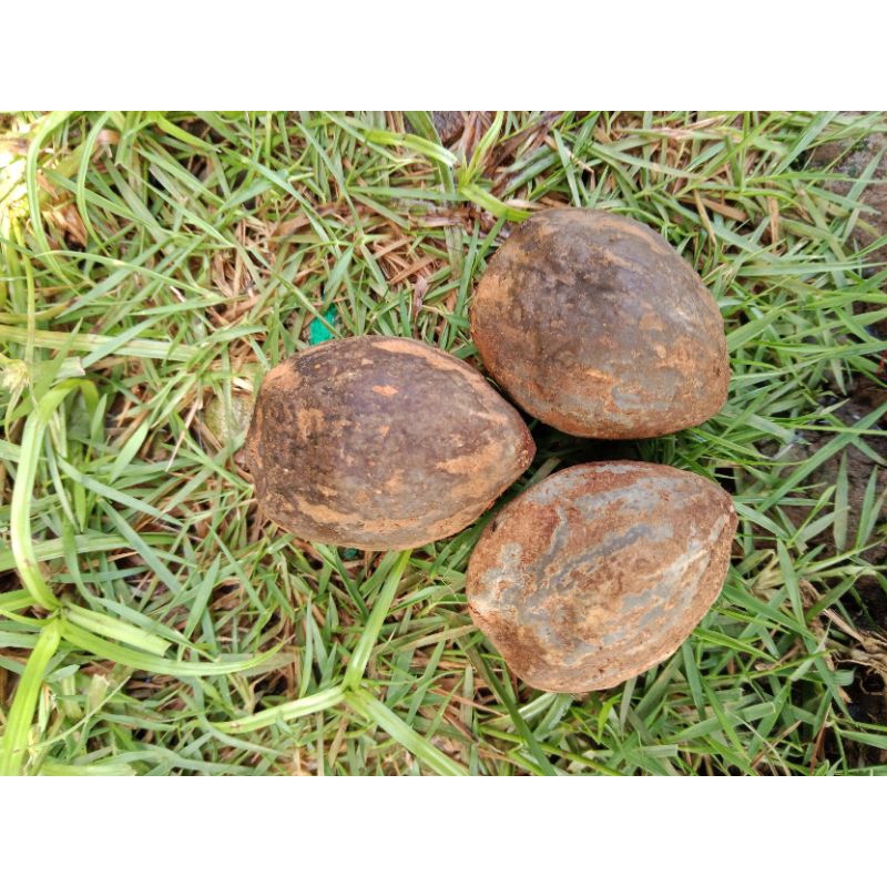 Muncang Mantili bagio