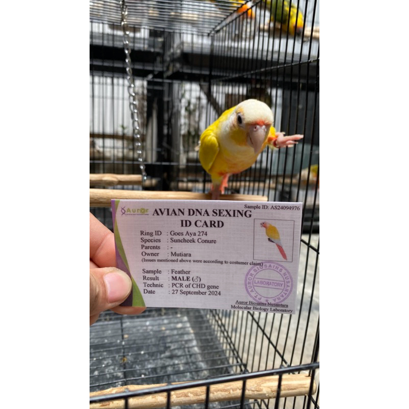 Suncheek Sun Cheek Conure Burung Parrot Skill DNA JANTAN BANDUNG
