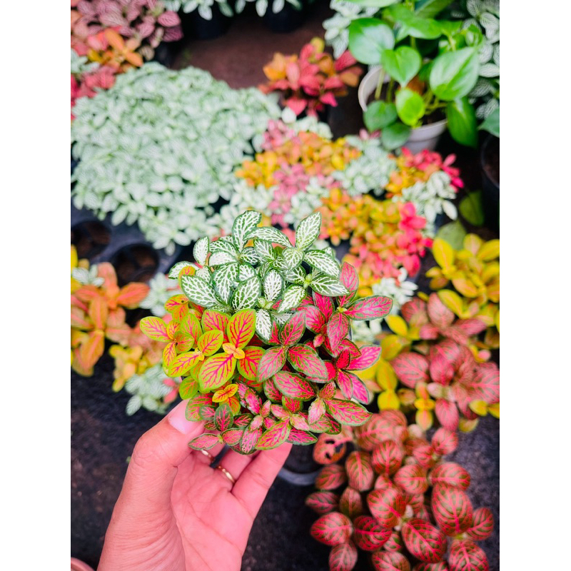 FITTONIA