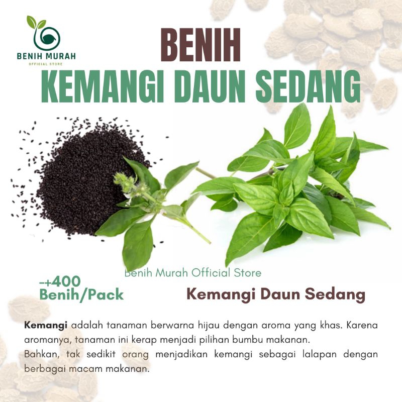 

Benih Kemangi / Biji Kemangi / Benih Solanis / Bibit Amping / Lalapan