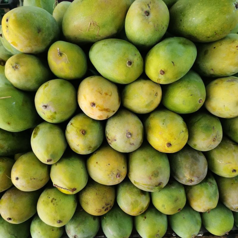 

Mangga Harumanis grade B