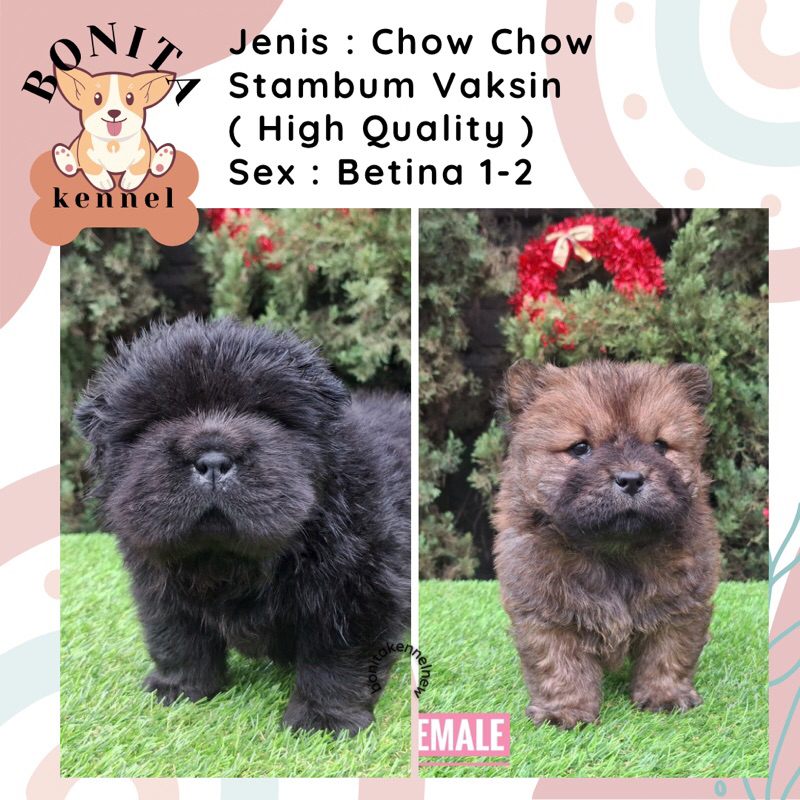 Chow Chow Stambum Vaksin Anjing Chow Jantan Betina