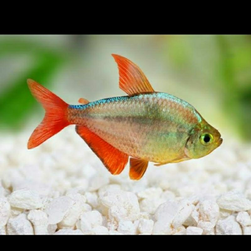 

COLOMBIA TERTA UKURAN 4-5 CM_ KADO HIASAN AQUARIUM