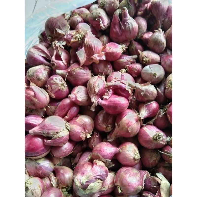 

bawang merah asli brebes