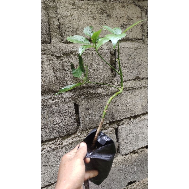 bahan bonsai tanaman Tlogosari realpic sesuai gambar berkarakter