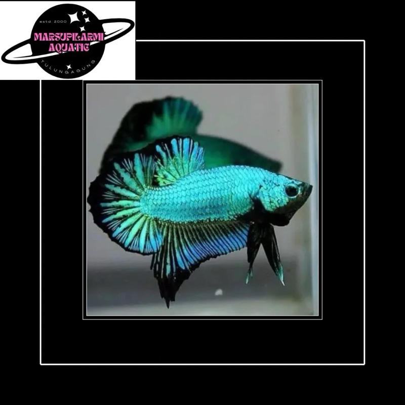 cupang plakat dragon hiasan aquarium pembersih kaca