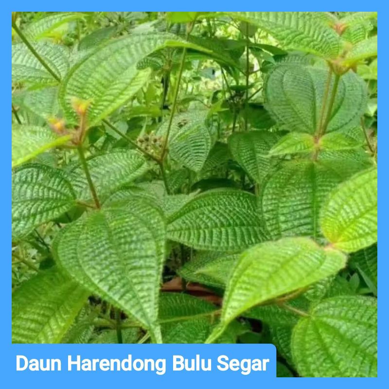 

Daun Harendong Bulu segar herbal alami (paket 50 lembar)