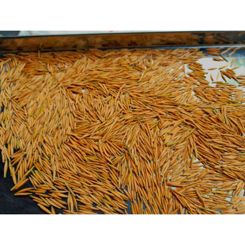 BIJI ANTING PUTRI biji anting putri siap semai Rp100 - Rp50 / biji bibit anting putri batang putih b