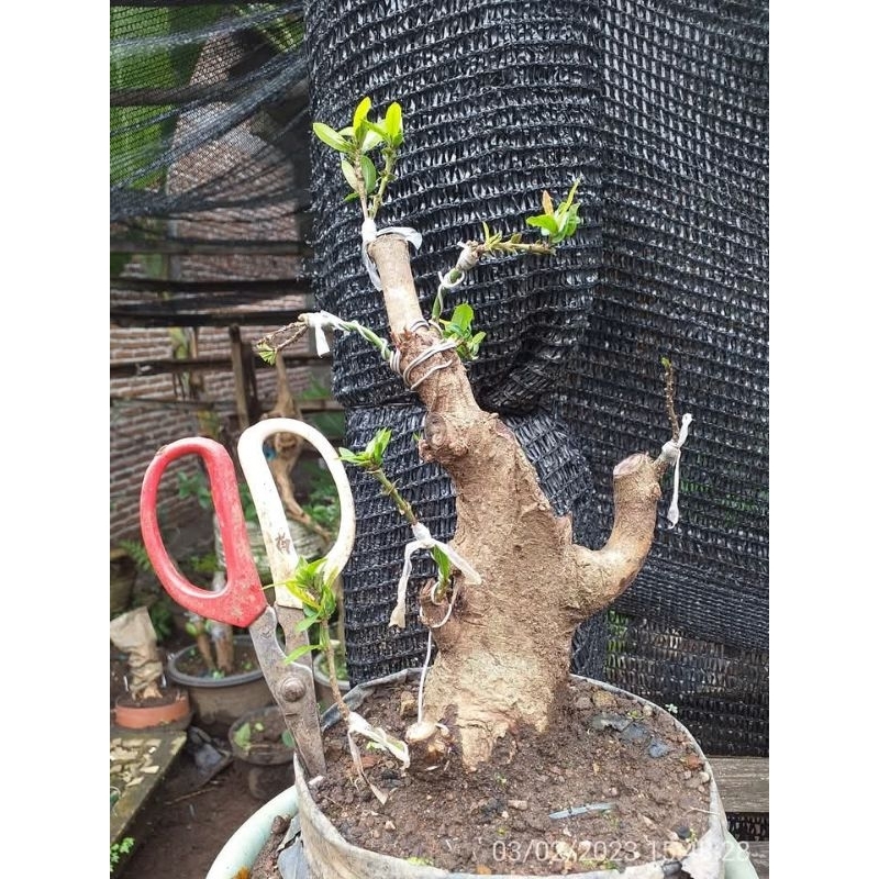 bahan bonsai asoka lokal dongkelan