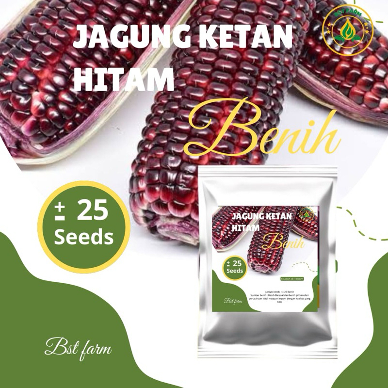 BENIH JAGUNG KETAN HITAM MURAH BERKUALITAS