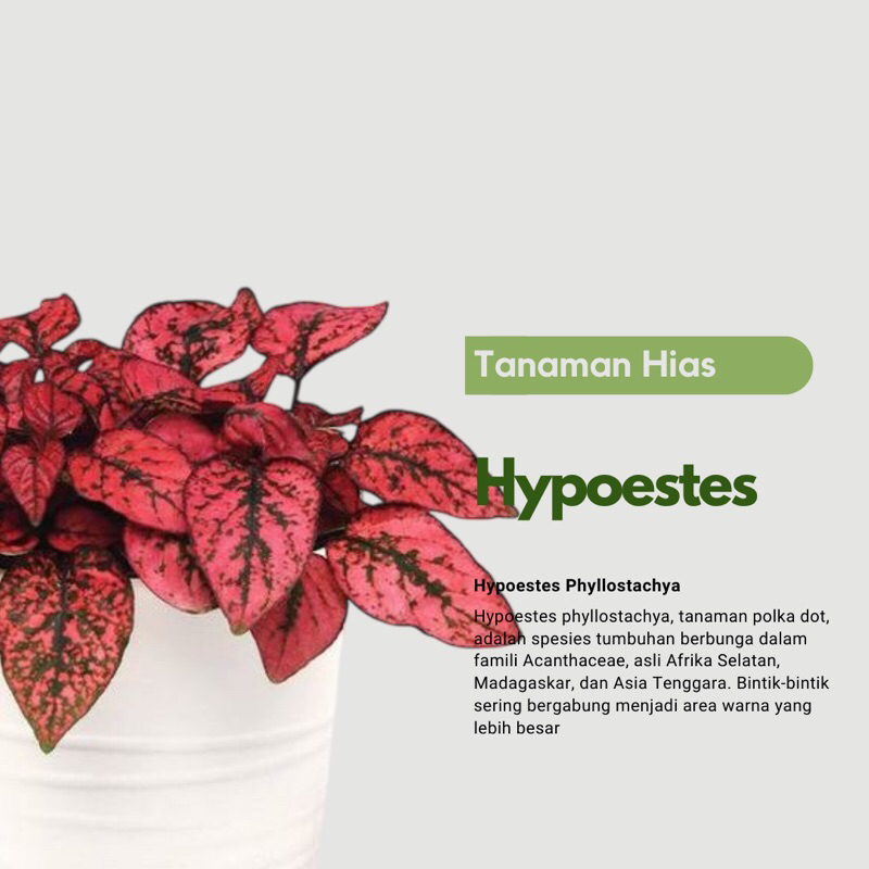 Tanaman Hias Daun Hypoestes / Hipotes / Hipotes merah
