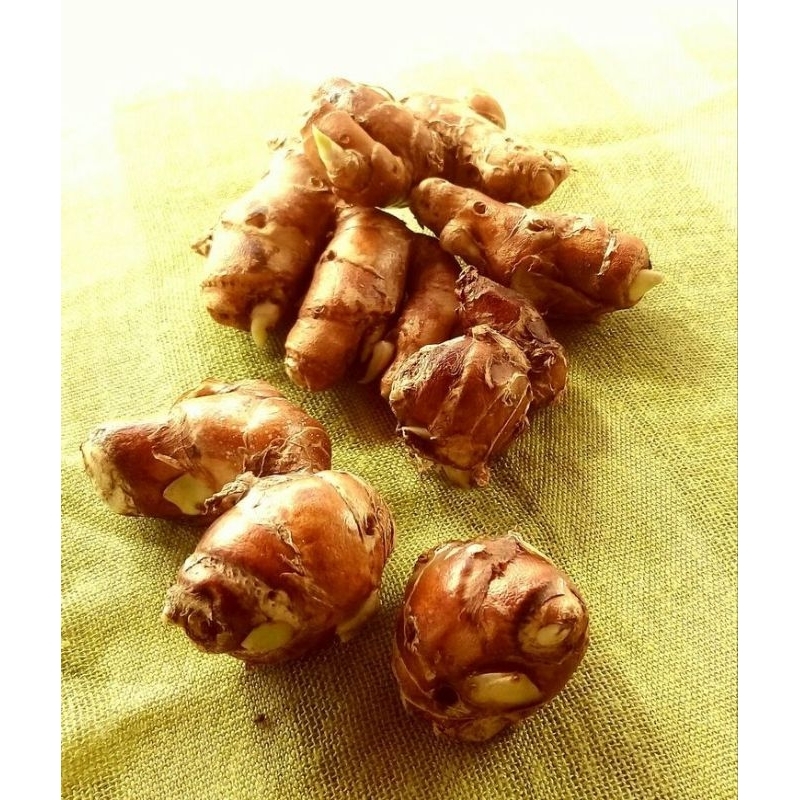 

KENCUR SUPER FRES MURAH 100 gram