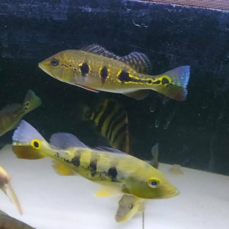 Pbass mono paket 50 ekor size 6-7cm Garansi termurah