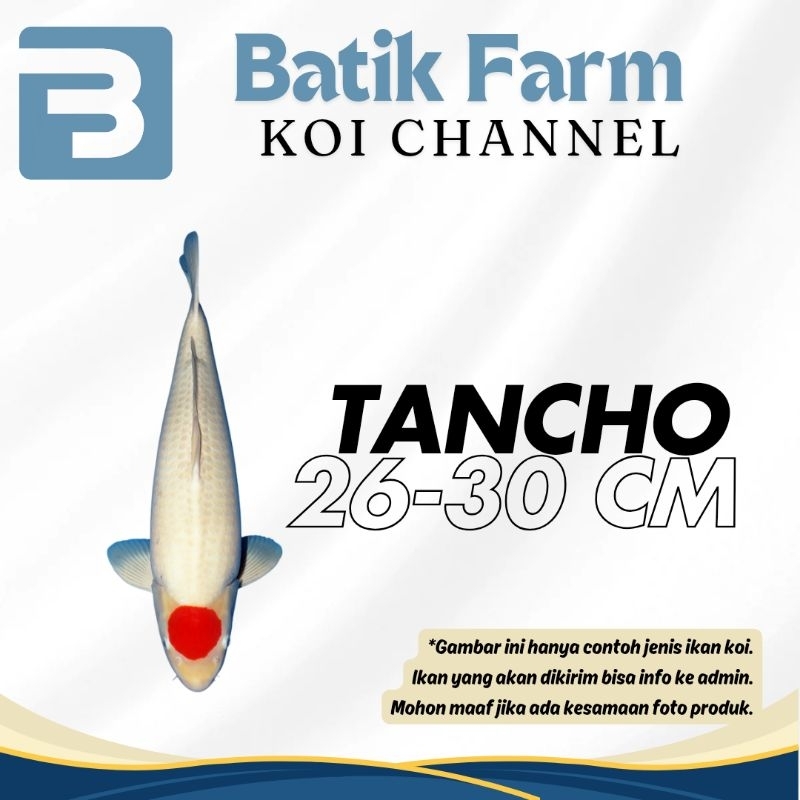 Ikan Koi Tancho 26-30 cm - Grade A-HQ - Tancho - Tancho Doitsu - Tancho Ginrin - Koi Blitar - Ikan K