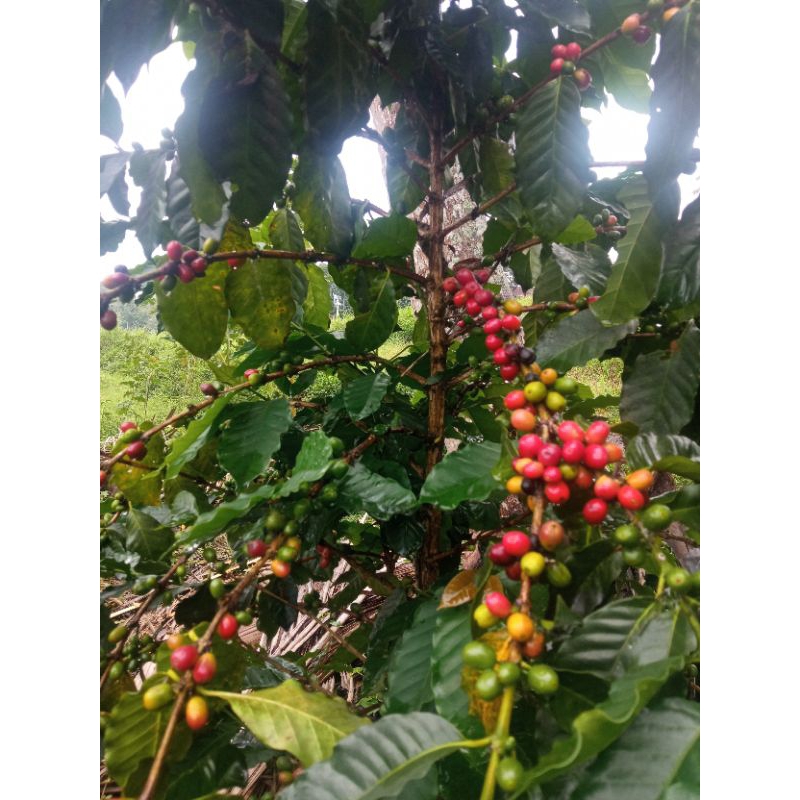 

Bibit kopi Arabika Asli Pohon kecil pendek tanpa sambung sudah berbuah