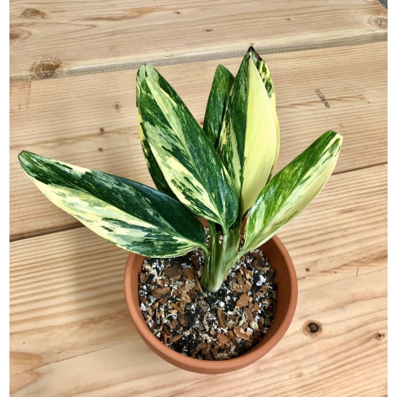 MONSTERA STANDLEYANA VARIEGATA - TANAMAN HIAS MONSTERA STANDLEYANA VARIEGATA