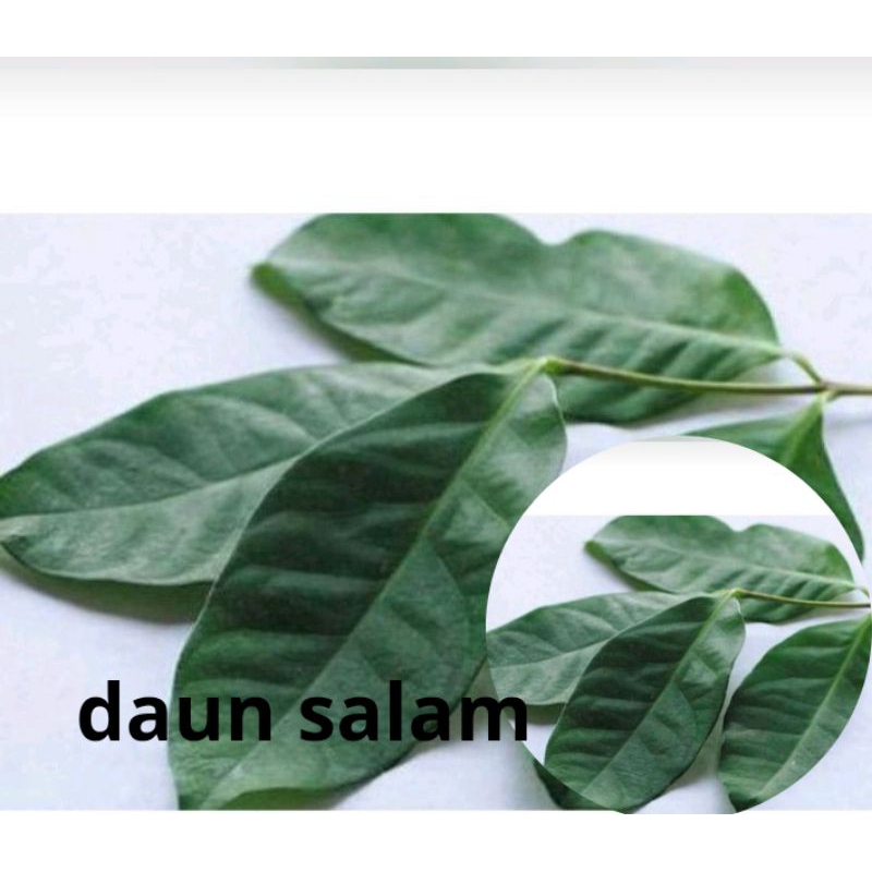 

daun salam isi 50 lembar