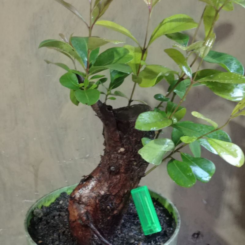 bahan bonsai duwet( jamblang) buahnya enak di makan