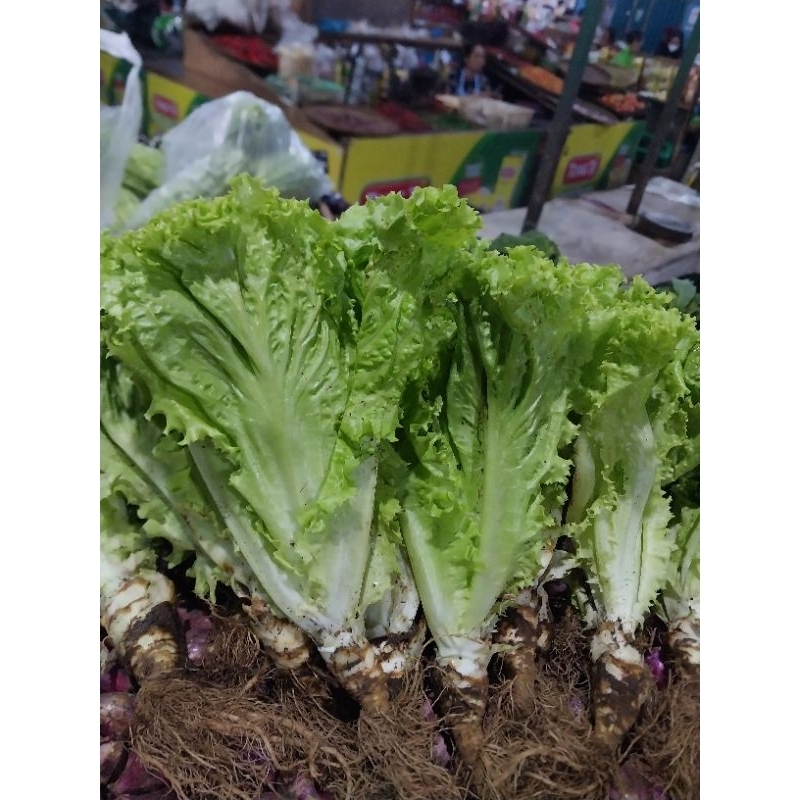 

sayur slada/slada/slada sayur250g