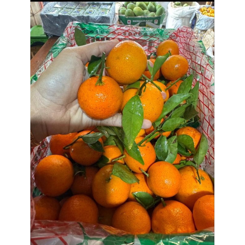 

JERUK SANTANG BIRMA FRESH HARGA PER KILO
