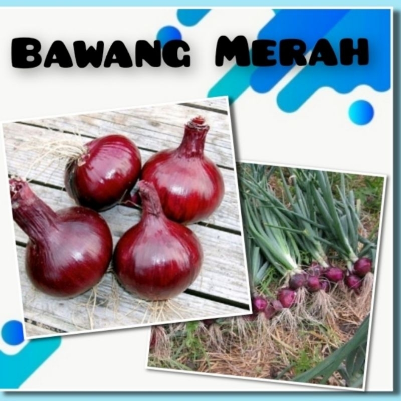 Benih Bawang Merah Lokananta Cap Panah Merah Bibit Tanaman Sayuran