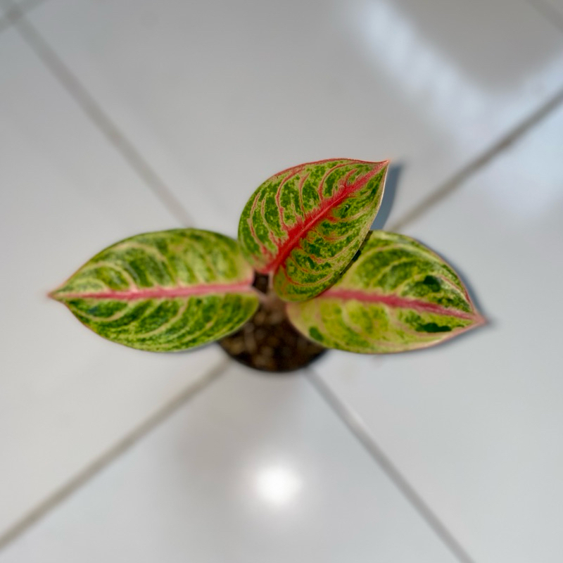 Aglaonema red moon