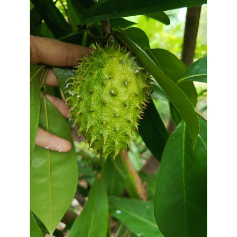 

Daun sirsak segar 1kg