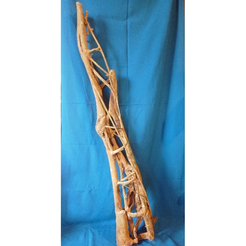 

akar kayu menang asli alam
