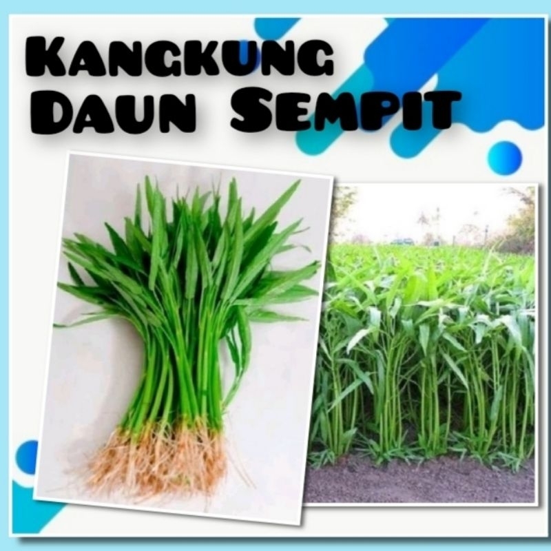 Bibit Tanaman Sayuran Kangkung Benih Sayuran Hidroponik