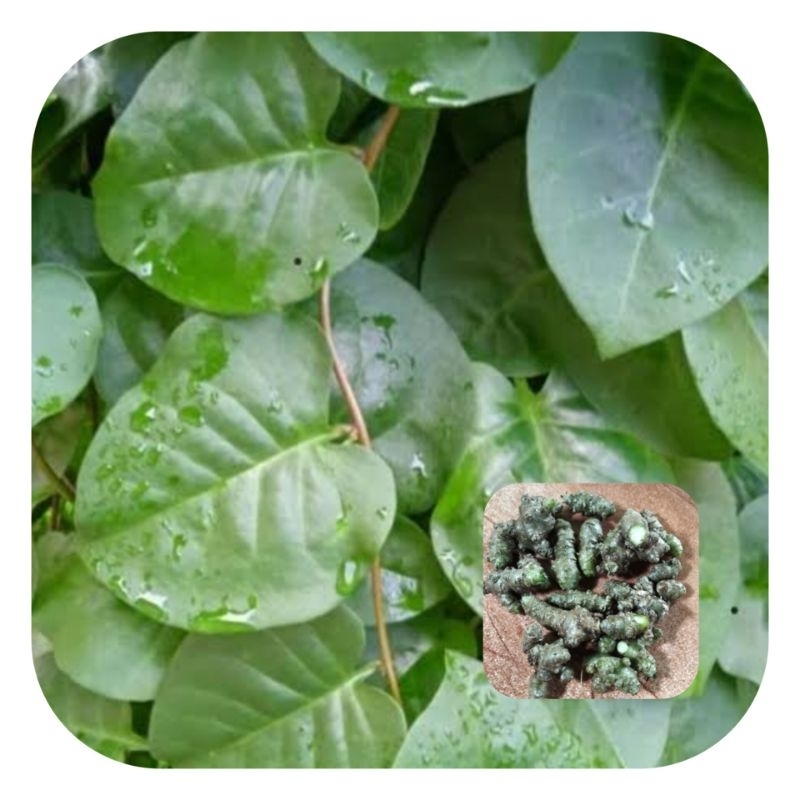 

Daun binahong segar 500 gram BONUS umbinya-az