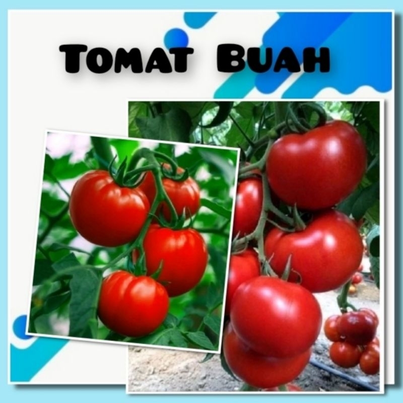Benih Tomat Buah Karuna Dataran Rendah Bibit Tanaman Unggul
