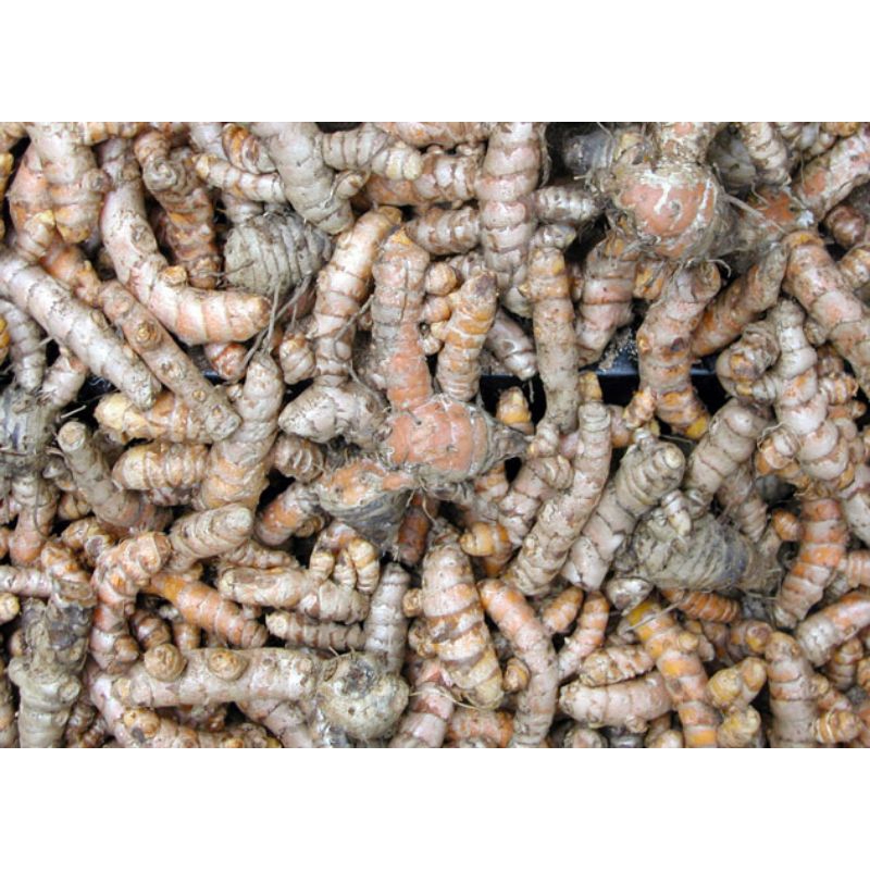 

Kunir Kunyit Abras 1 kg