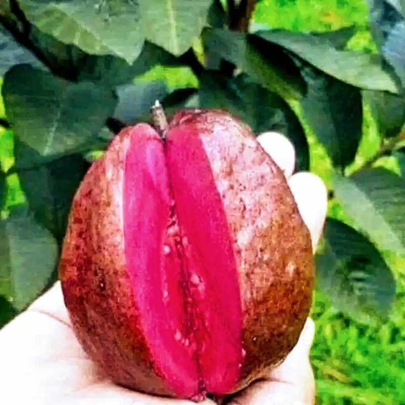 

INDUKAN JAMBU KRISTAL MERAH AUSTRALY FULL BUNGA BUAH
