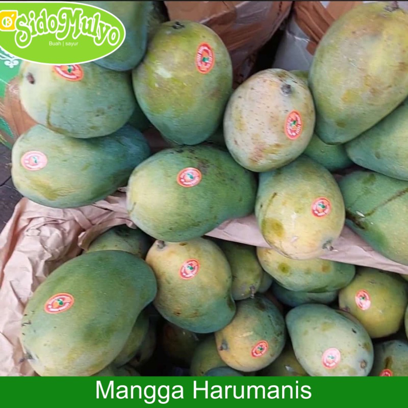 

Mangga Harumanis matang pohon (manis) 1 kg | ud sidomulyo fresh