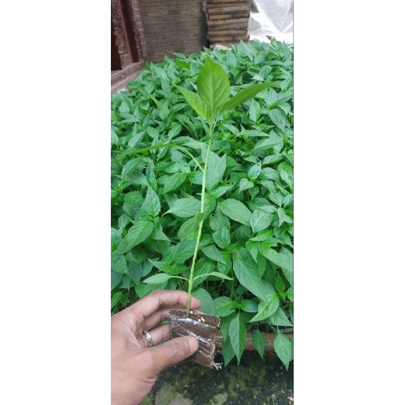 paket 10 bibit cabe keriting TAHAN VIRUS