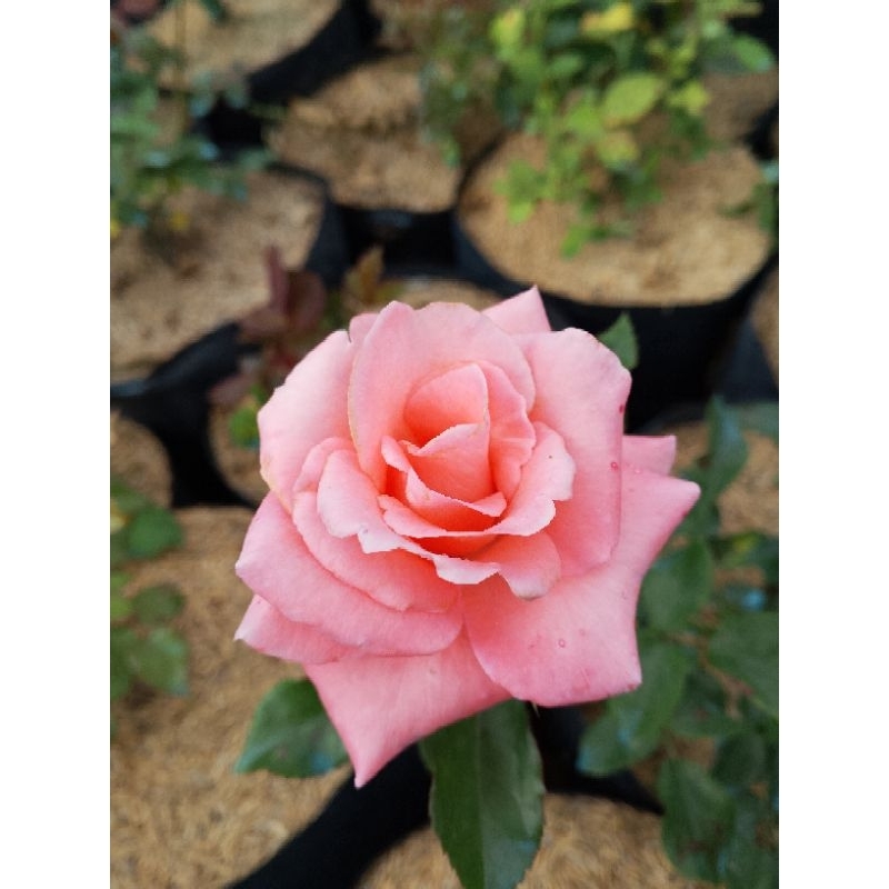 indukan bunga mawar Holland pink tanaman hidup